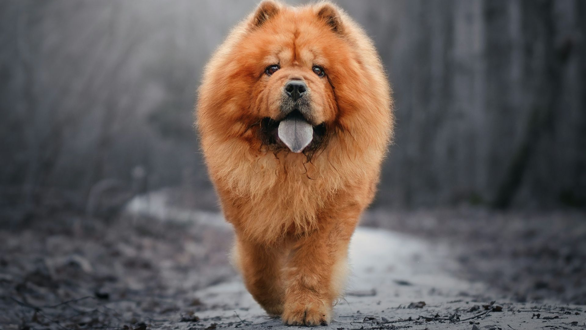a chow chow dog walking down a path in the woods