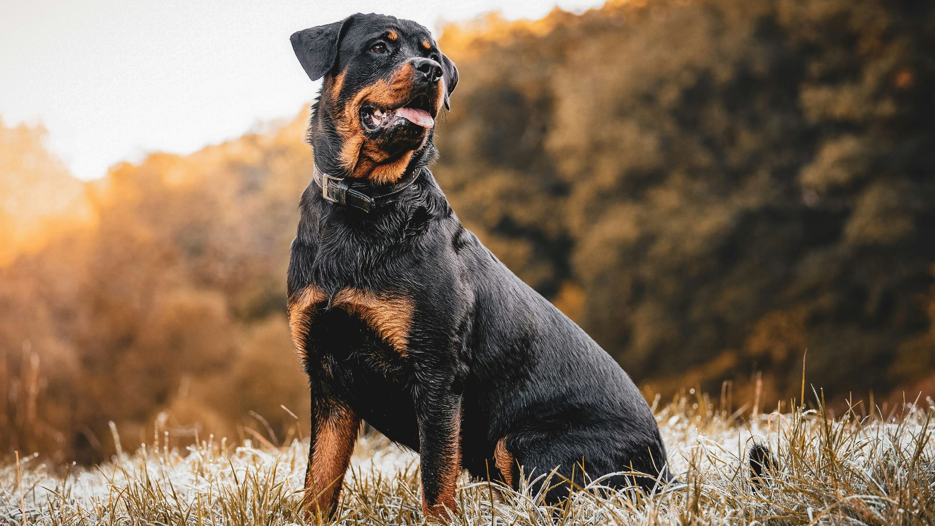 a dog standing in a field