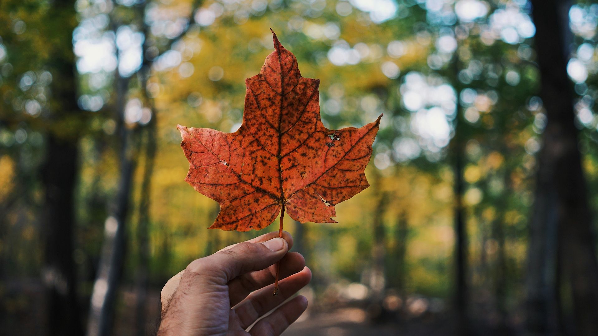 person holding maple leaf