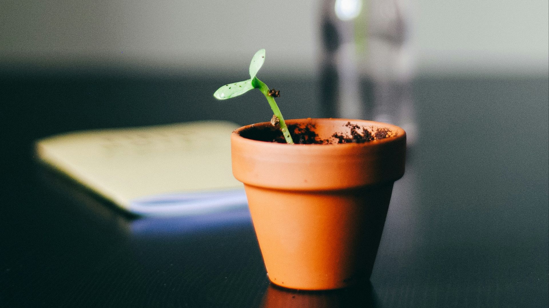 green leafed plant with pot on black desk