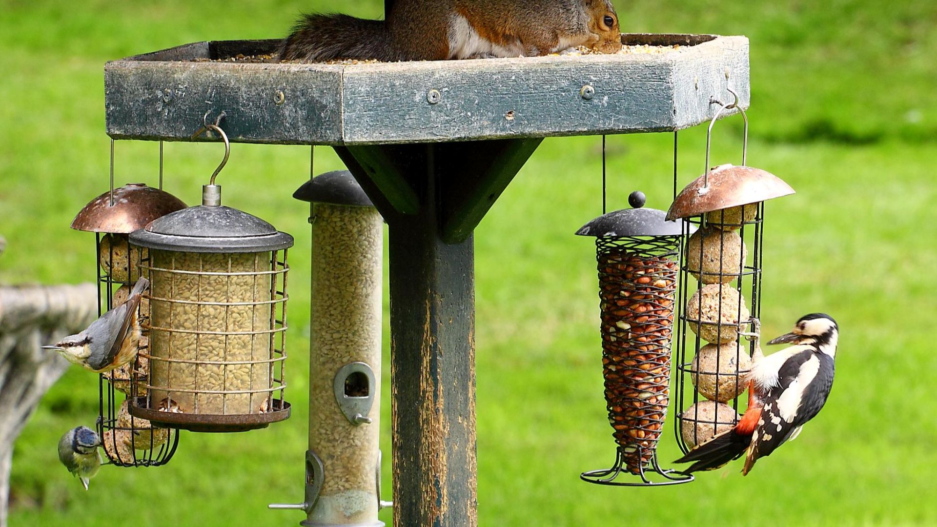 File:A busy birdfeeder (7355182424).jpg