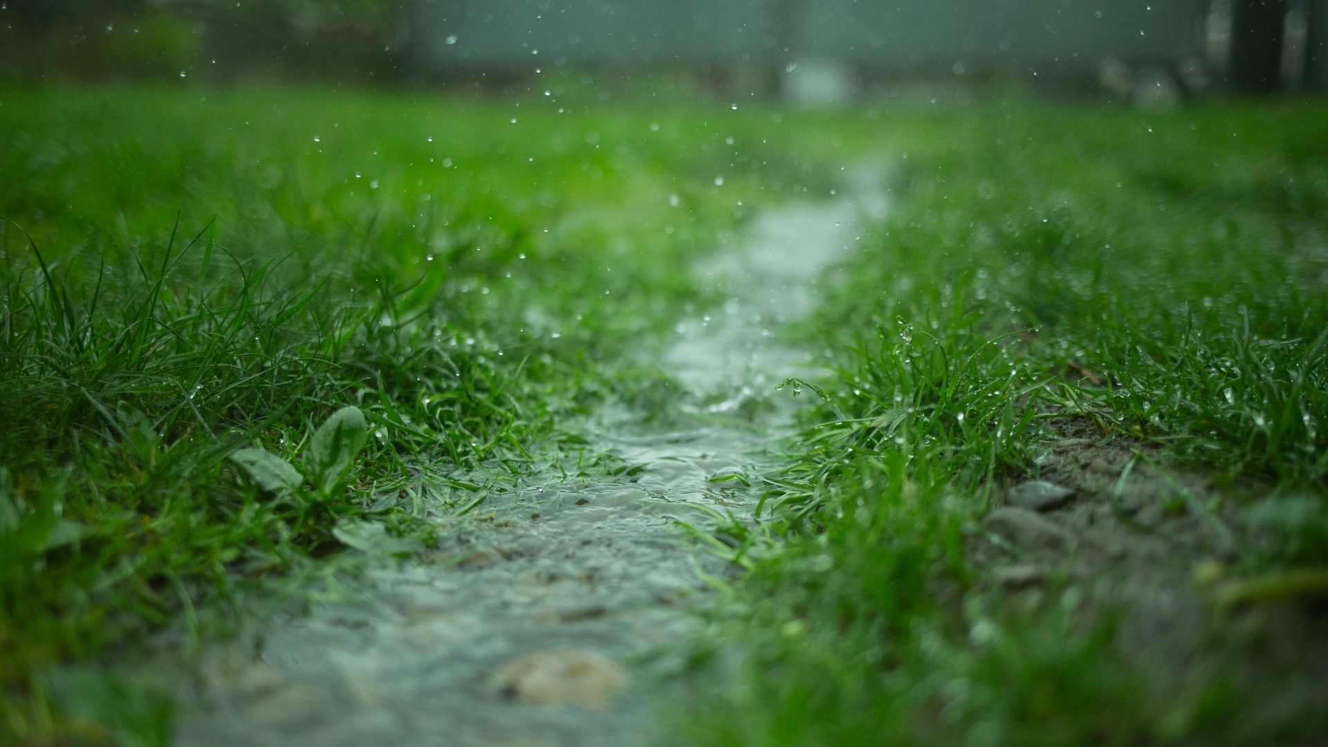 low-angle photography of green grass