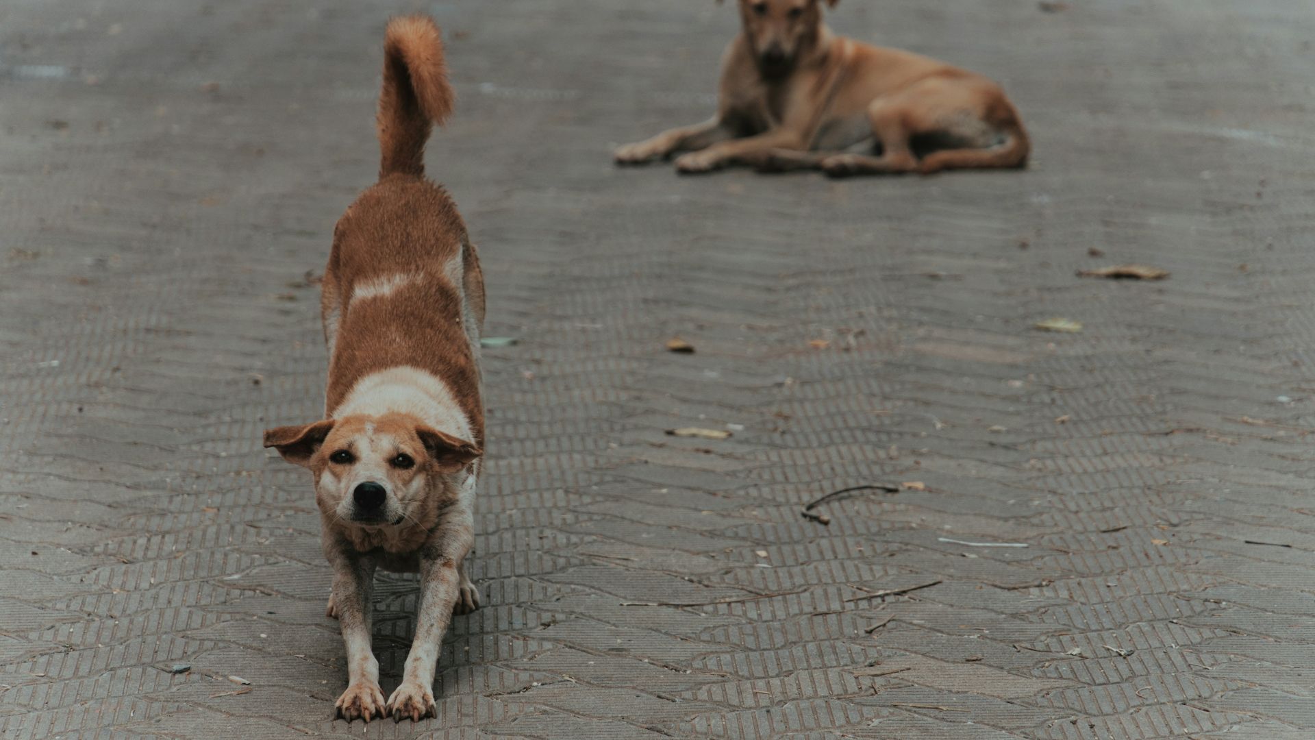 a couple of dogs that are standing in the street