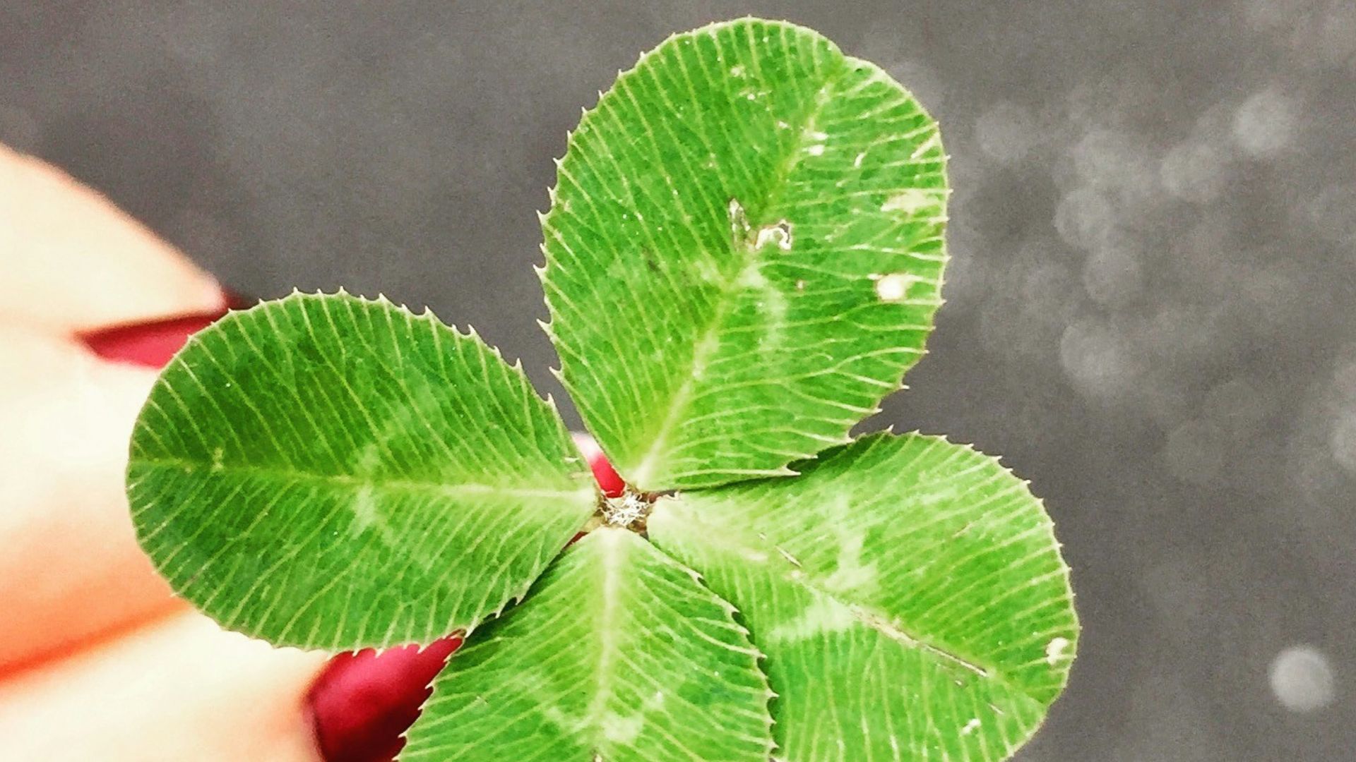 close-up photography of person holding green leaf plant