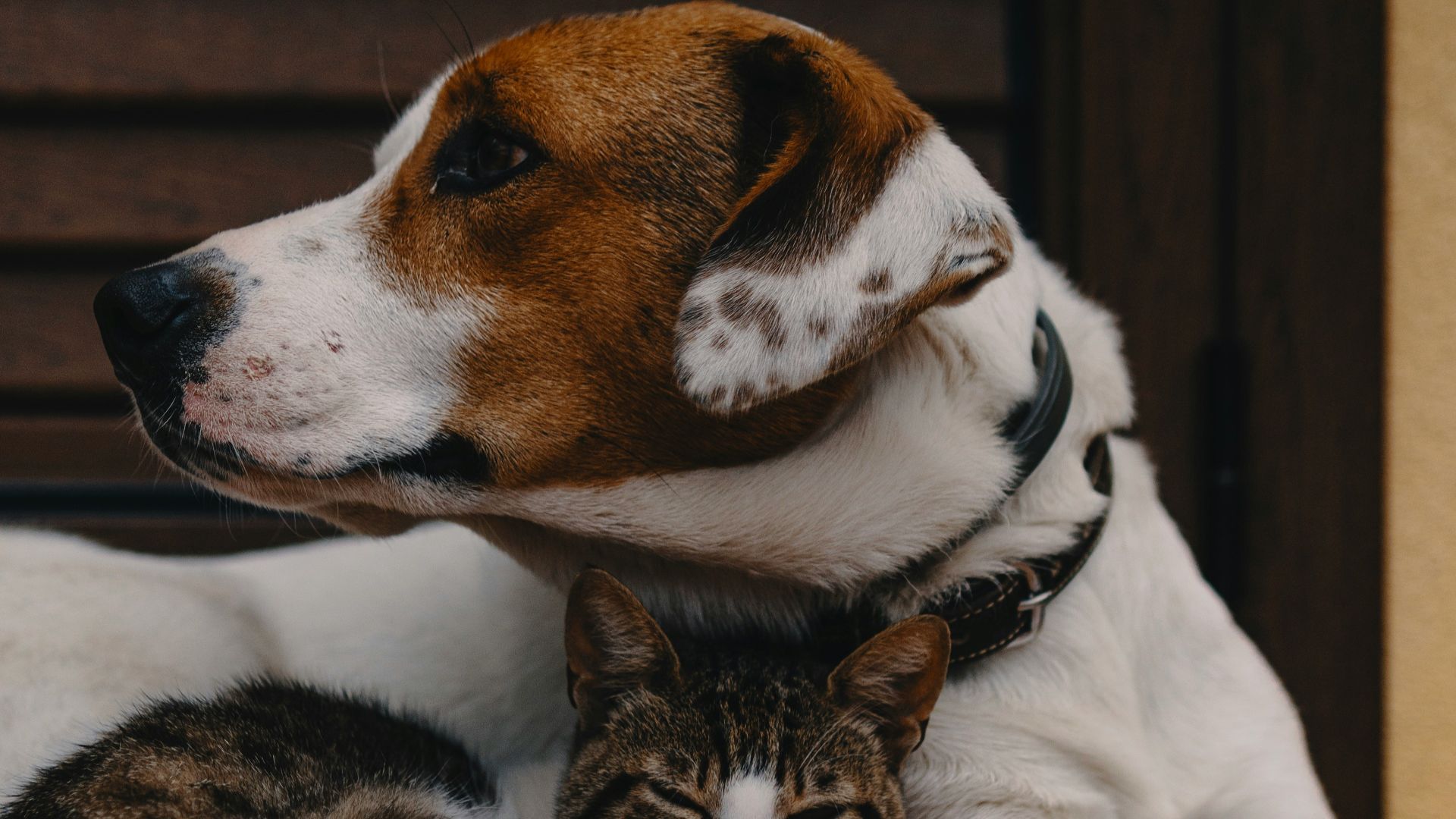 short-coated white and brown puppy