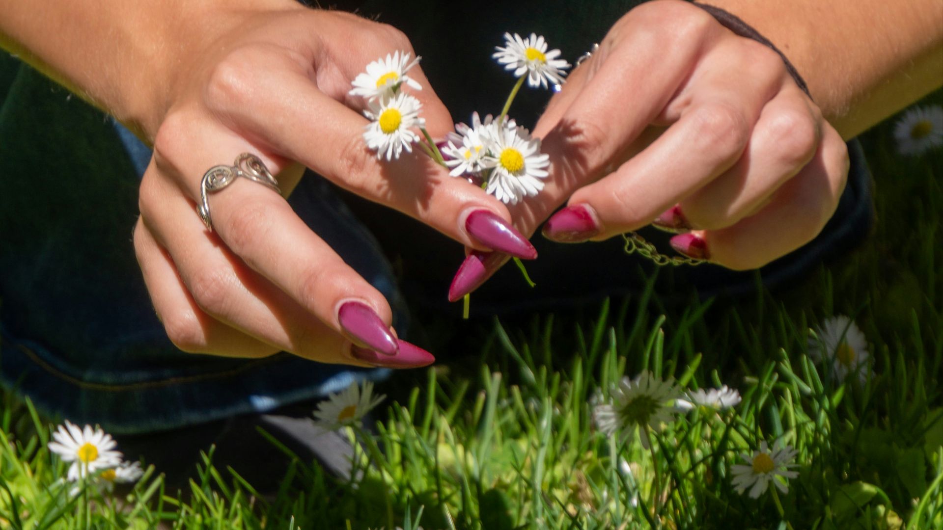 Hands arranging small white daisies in green grass