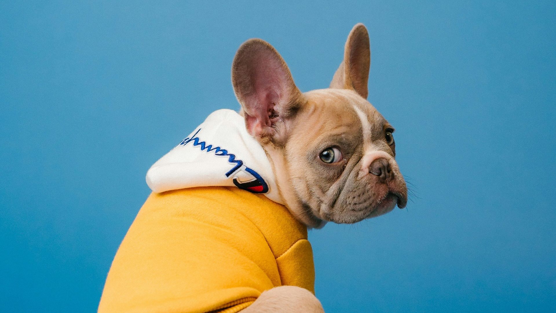 brown short coated dog in orange hoodie