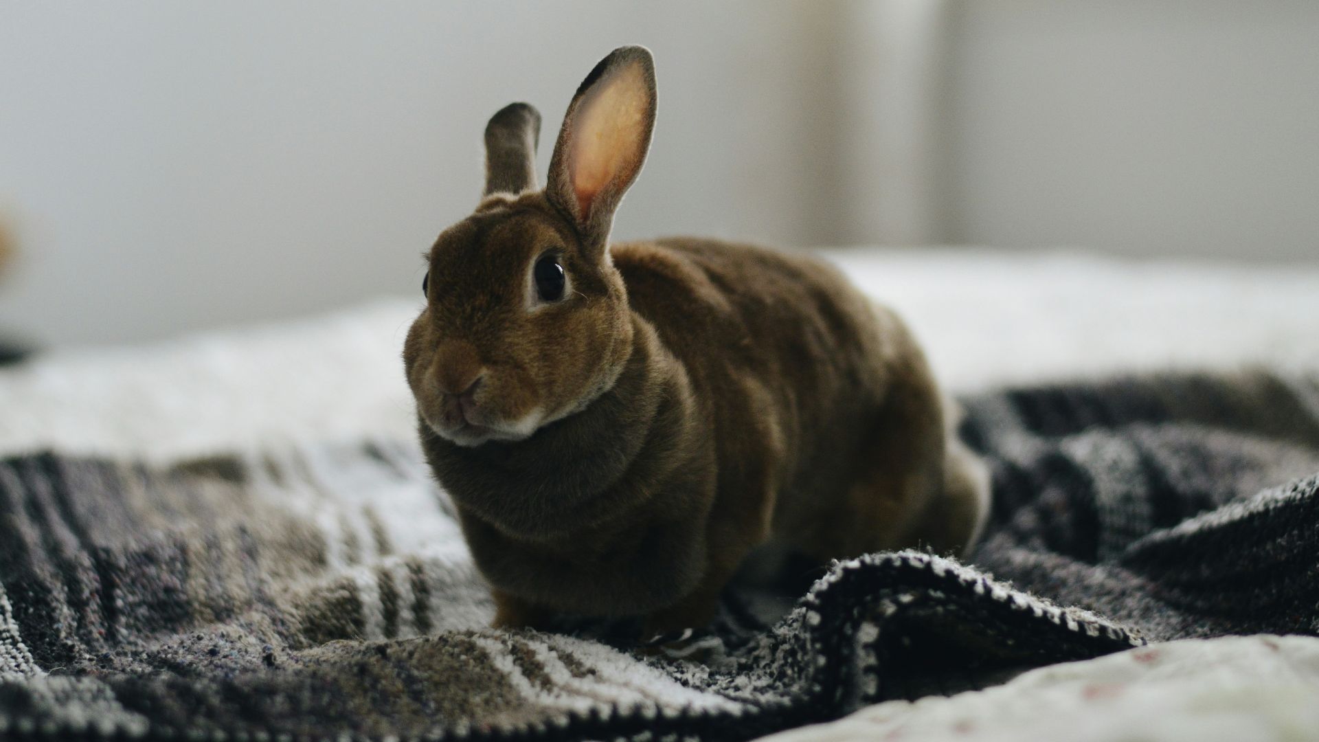 brown rabbit on gray textile