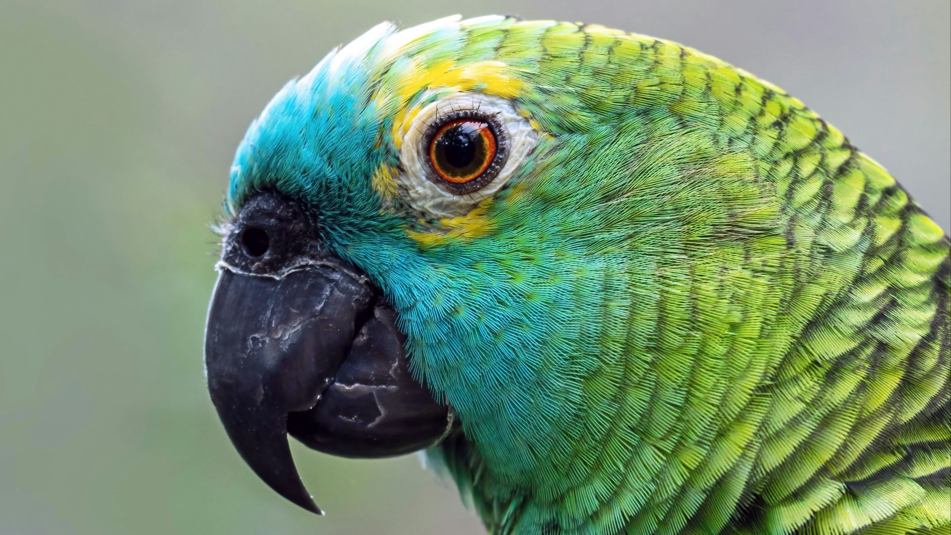 A close-up of a green parrot with a blue head.