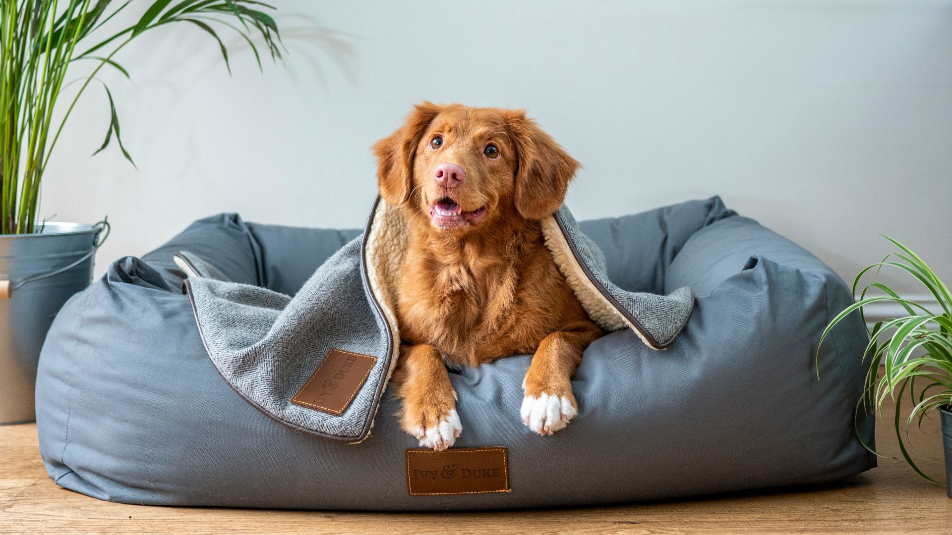 brown short coated dog on gray couch