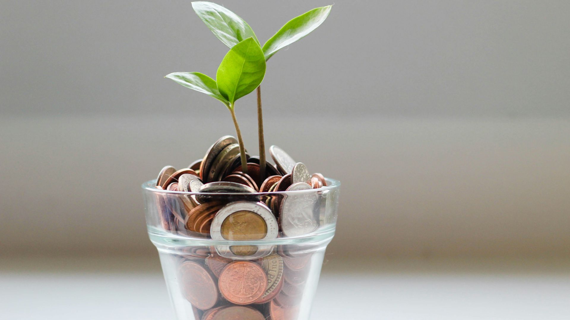 green plant in clear glass cup