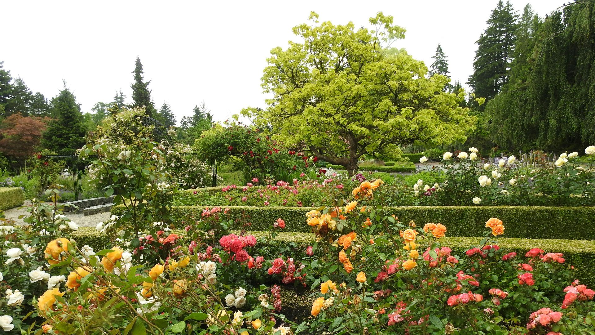 a garden filled with lots of colorful flowers