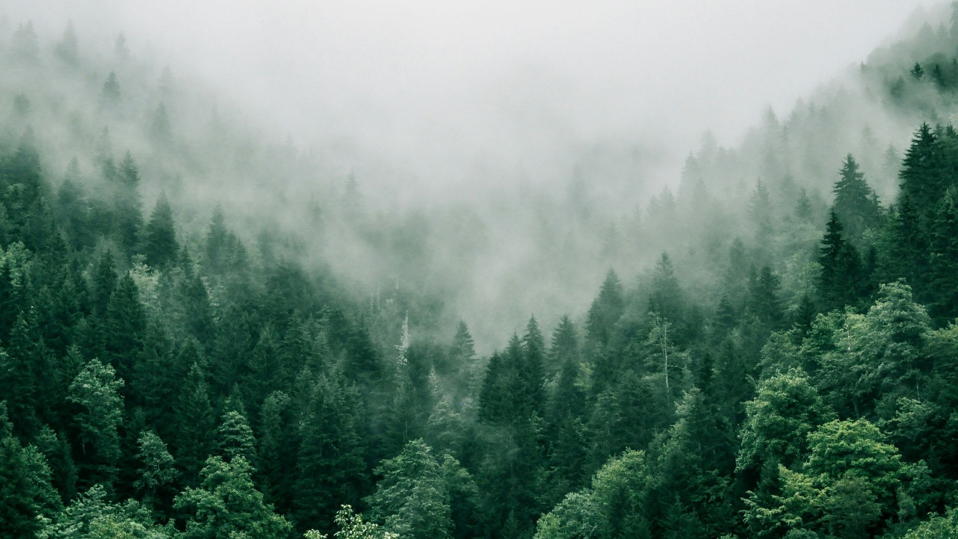 aerial photo of green trees