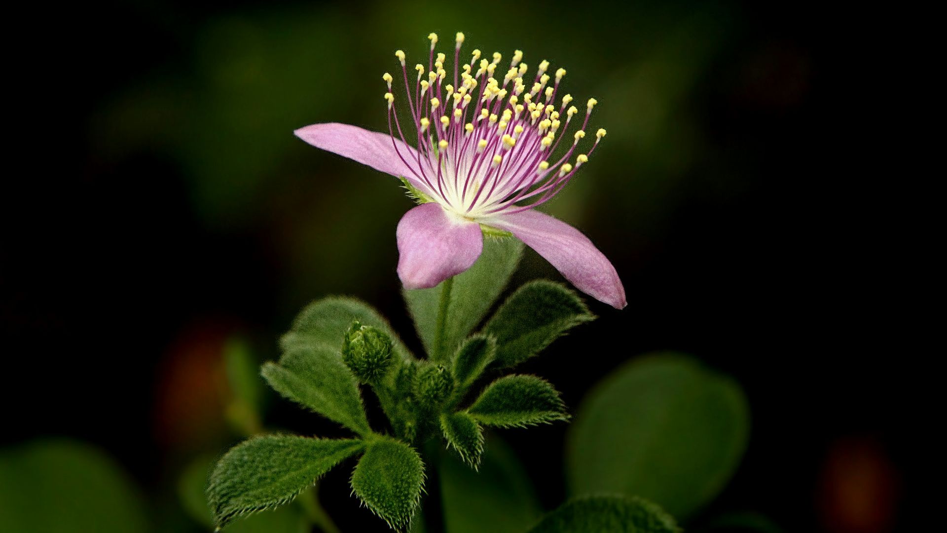 a pink flower with yellow stamens on a black background