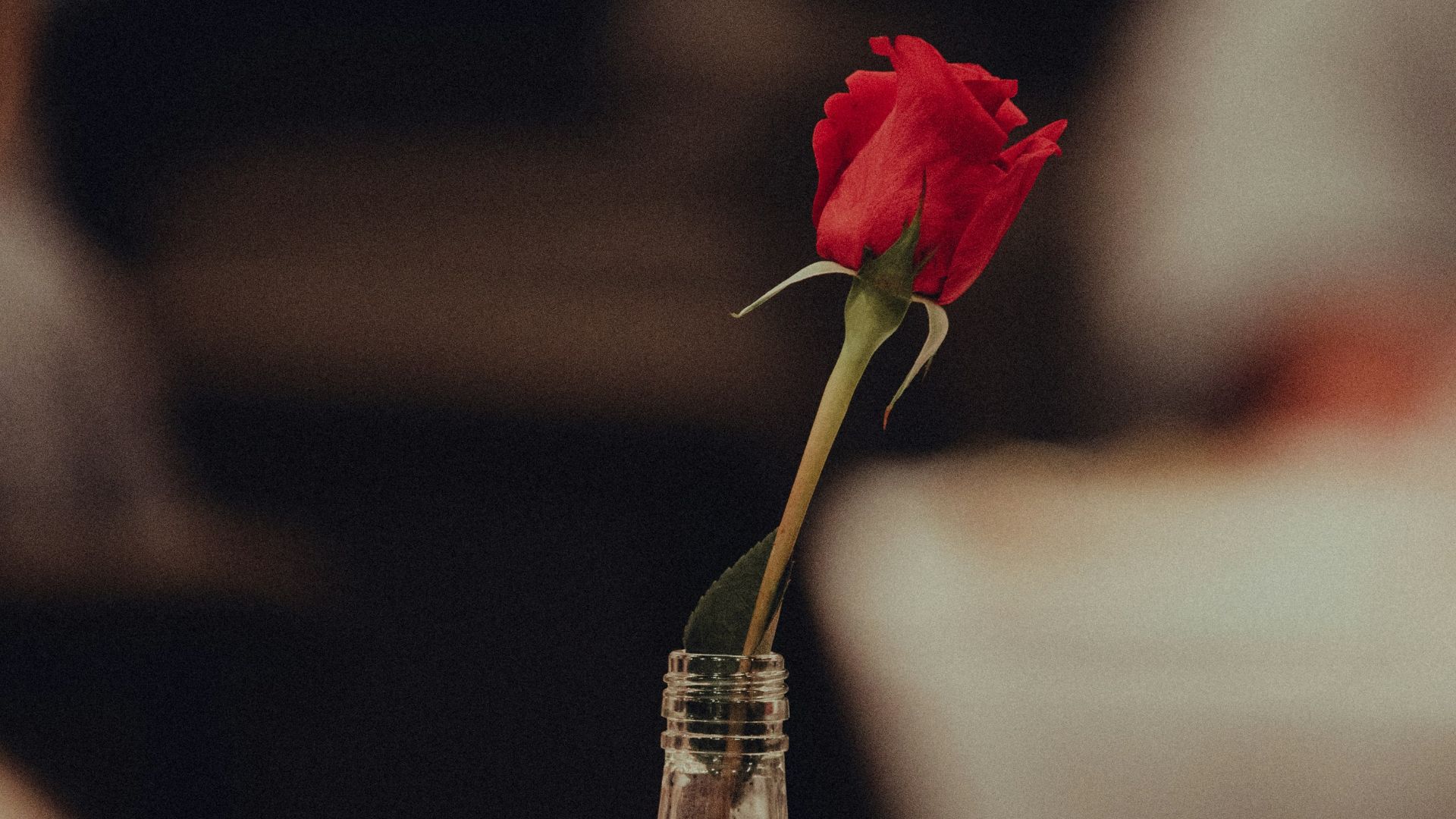 red rose in clear glass bottle