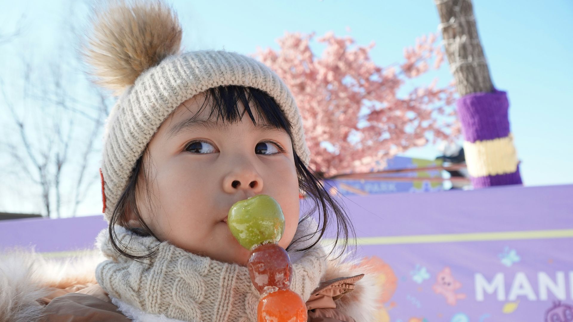 A young girl eats a skewer of candied fruit.