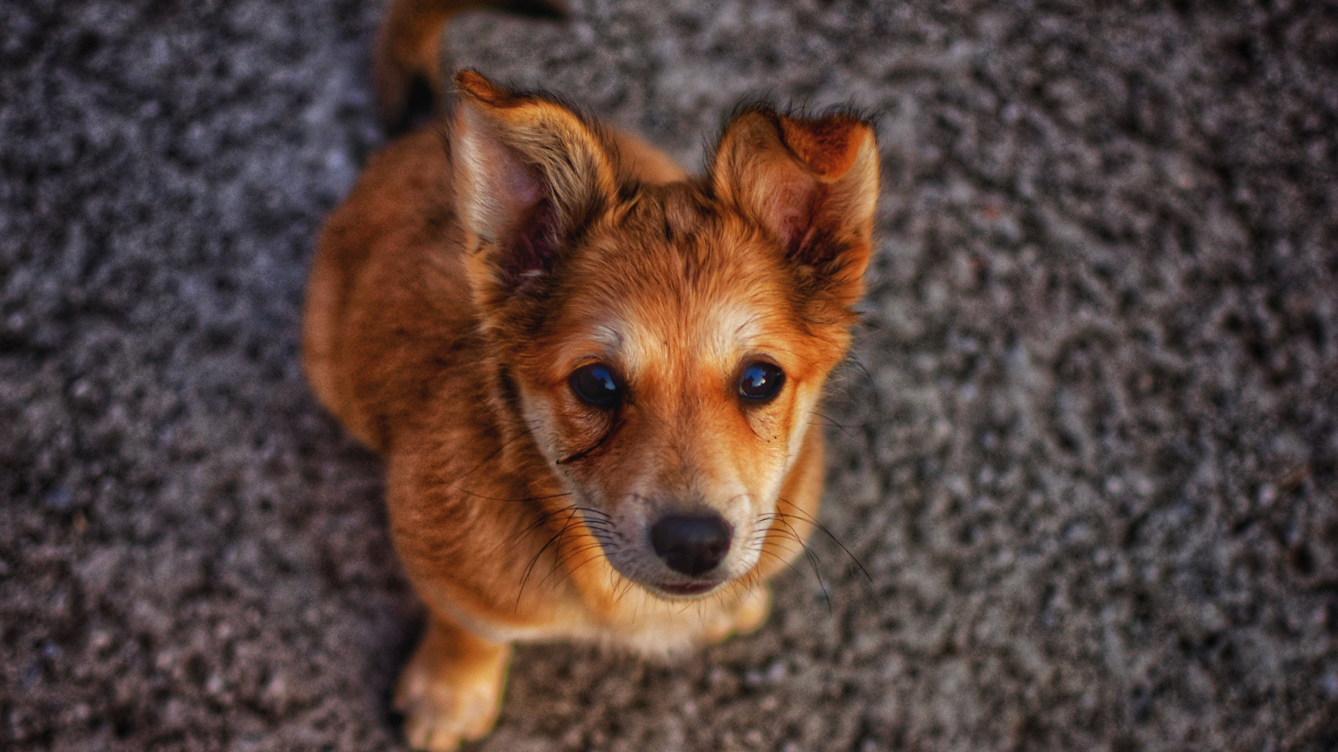 cute-puppy-looking-up-thumb-rss.png