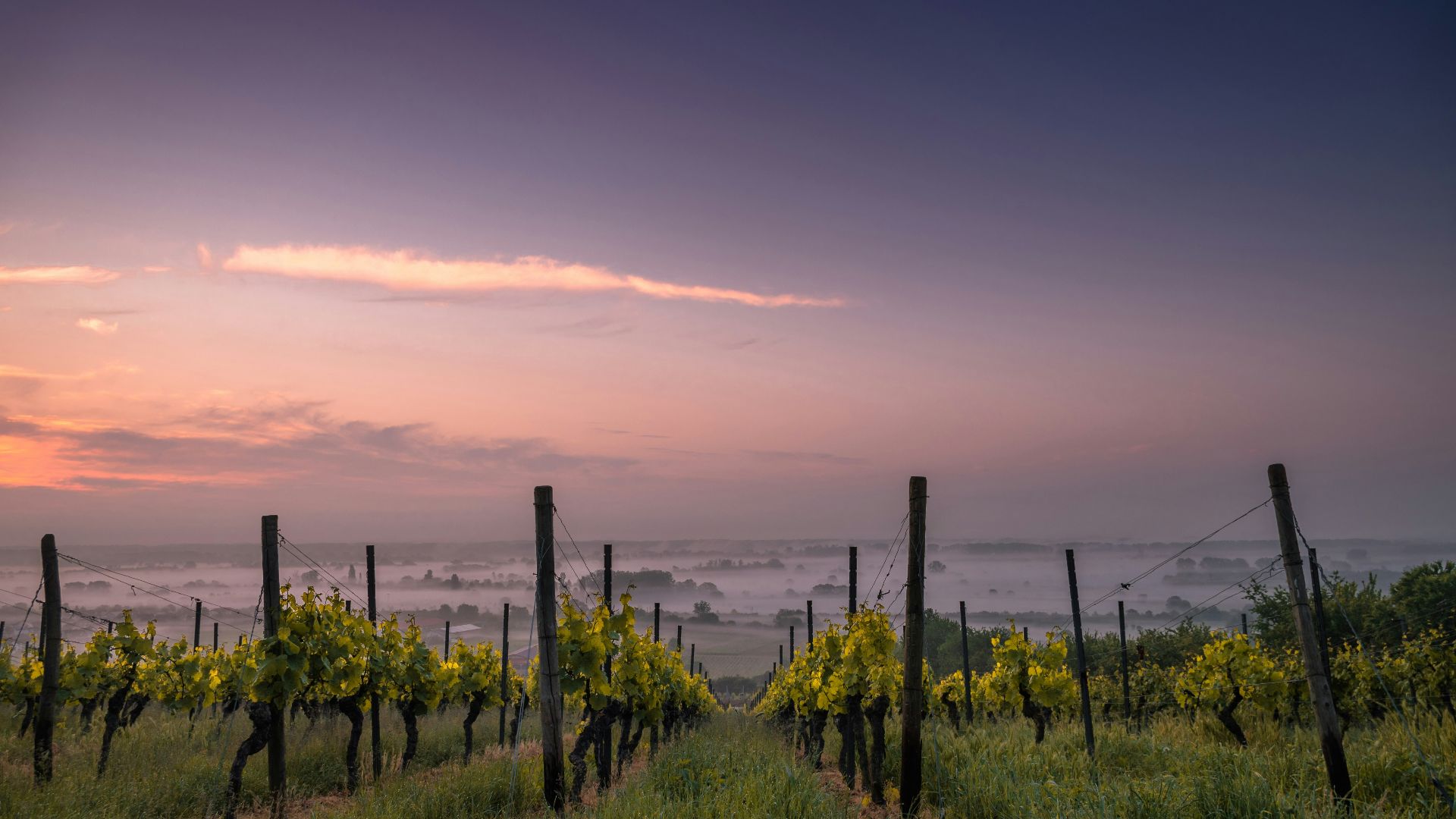 photography of green grass field with plants