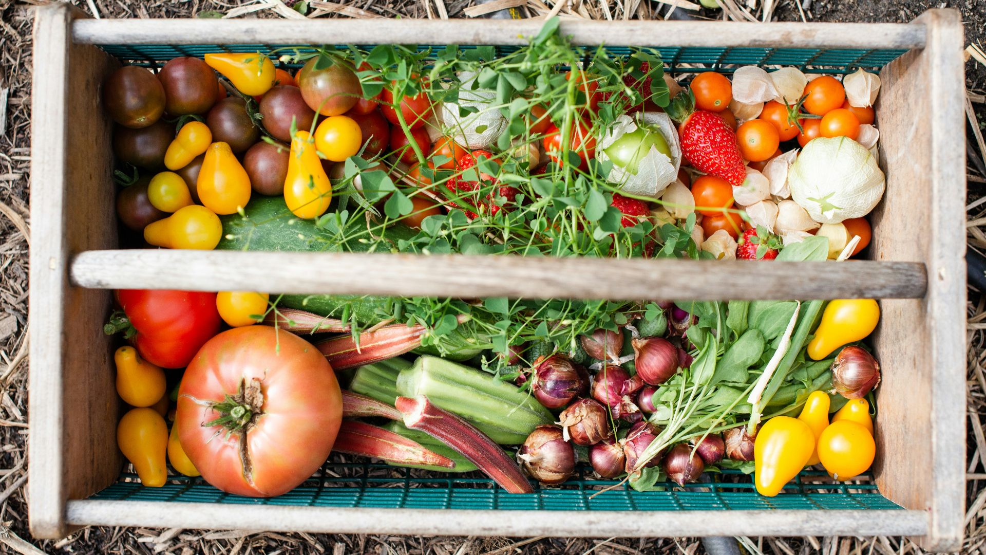 yellow and red tomatoes on green plastic crate