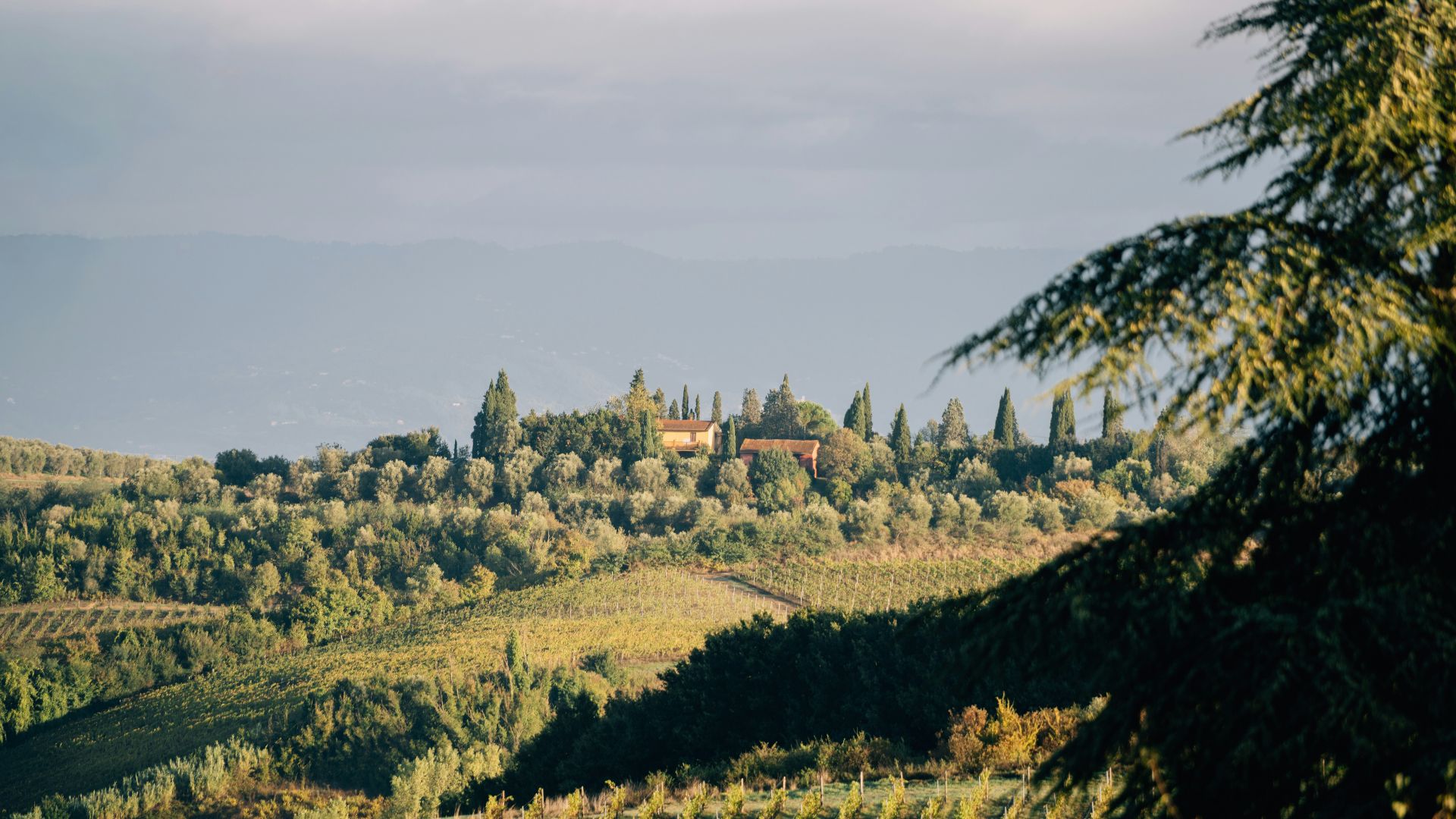 Rolling tuscan hills with vineyards and villa