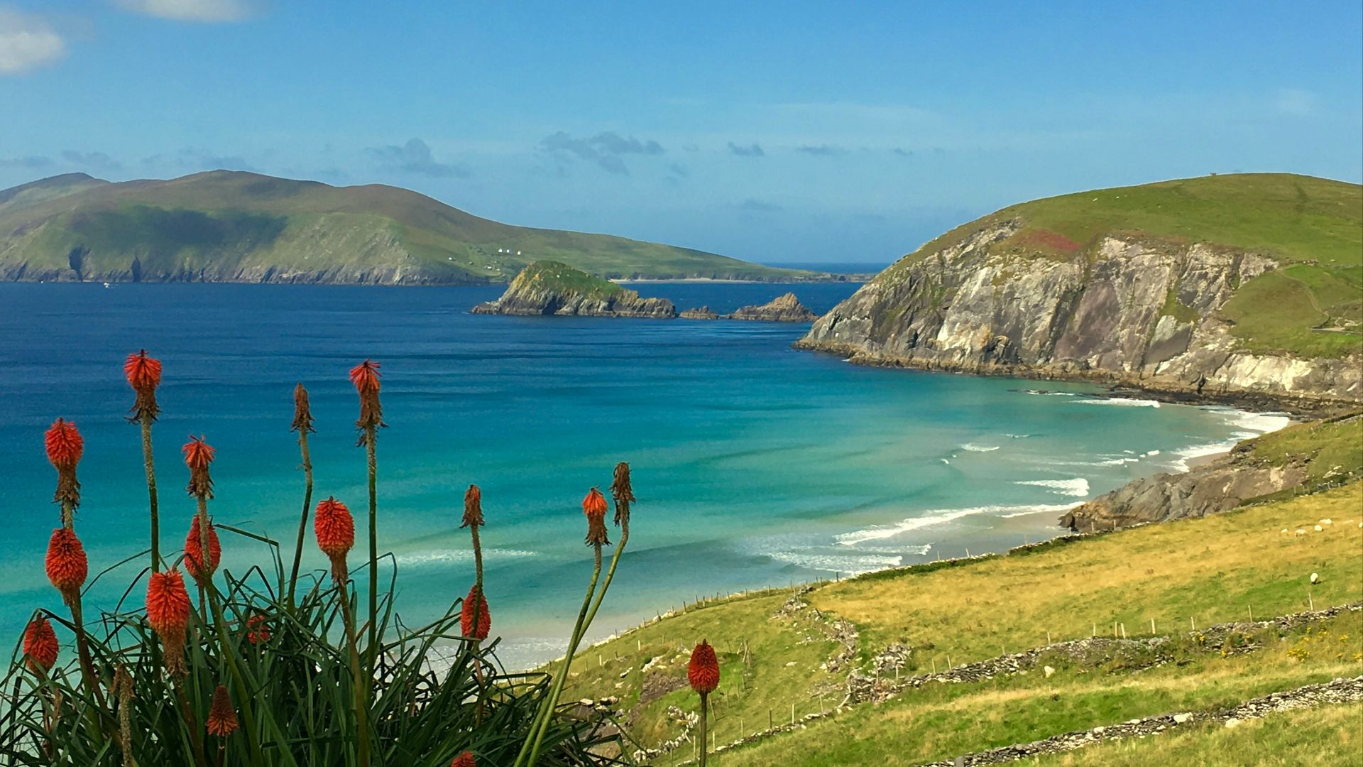 red flowers on seashore near green mountain under blue sky during daytime