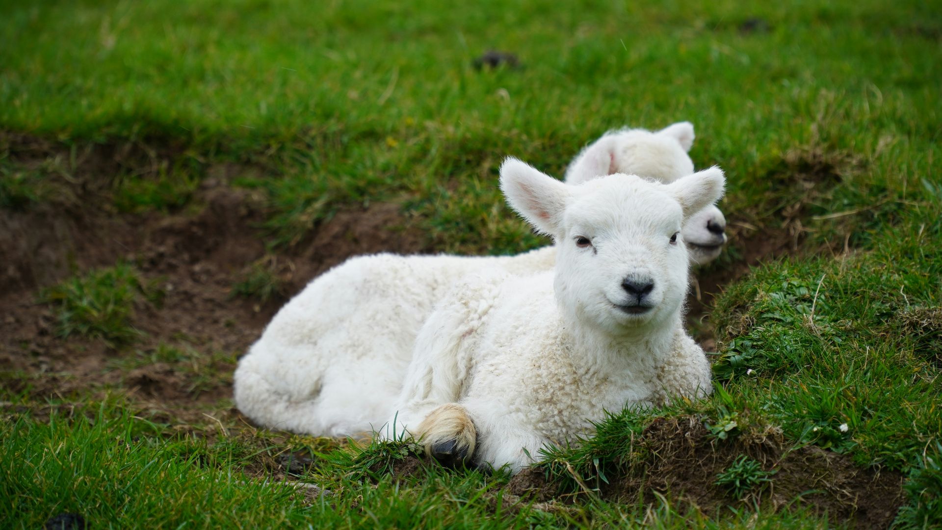 a couple of white animals lying in the grass