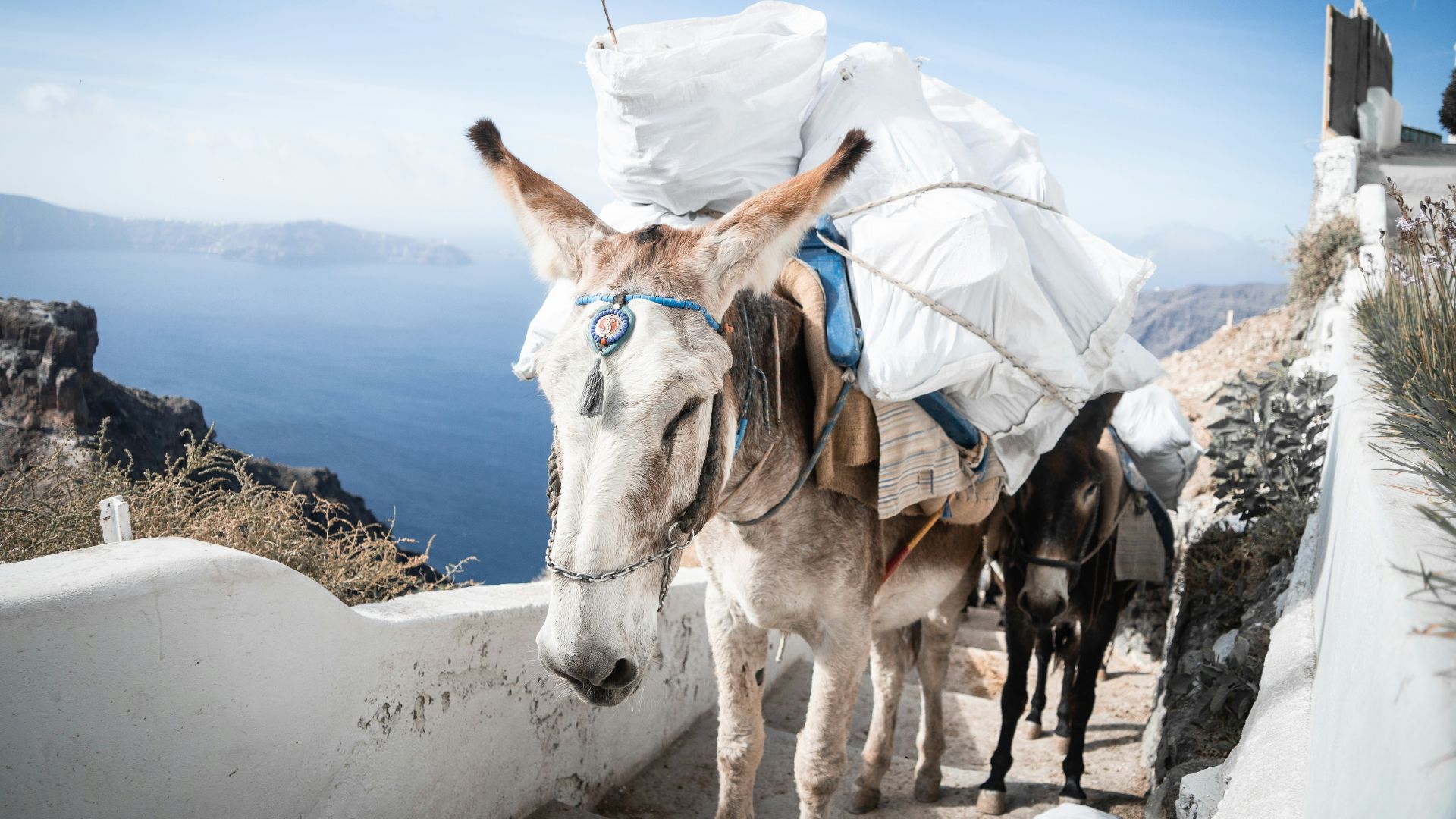 a donkey with a load on its back