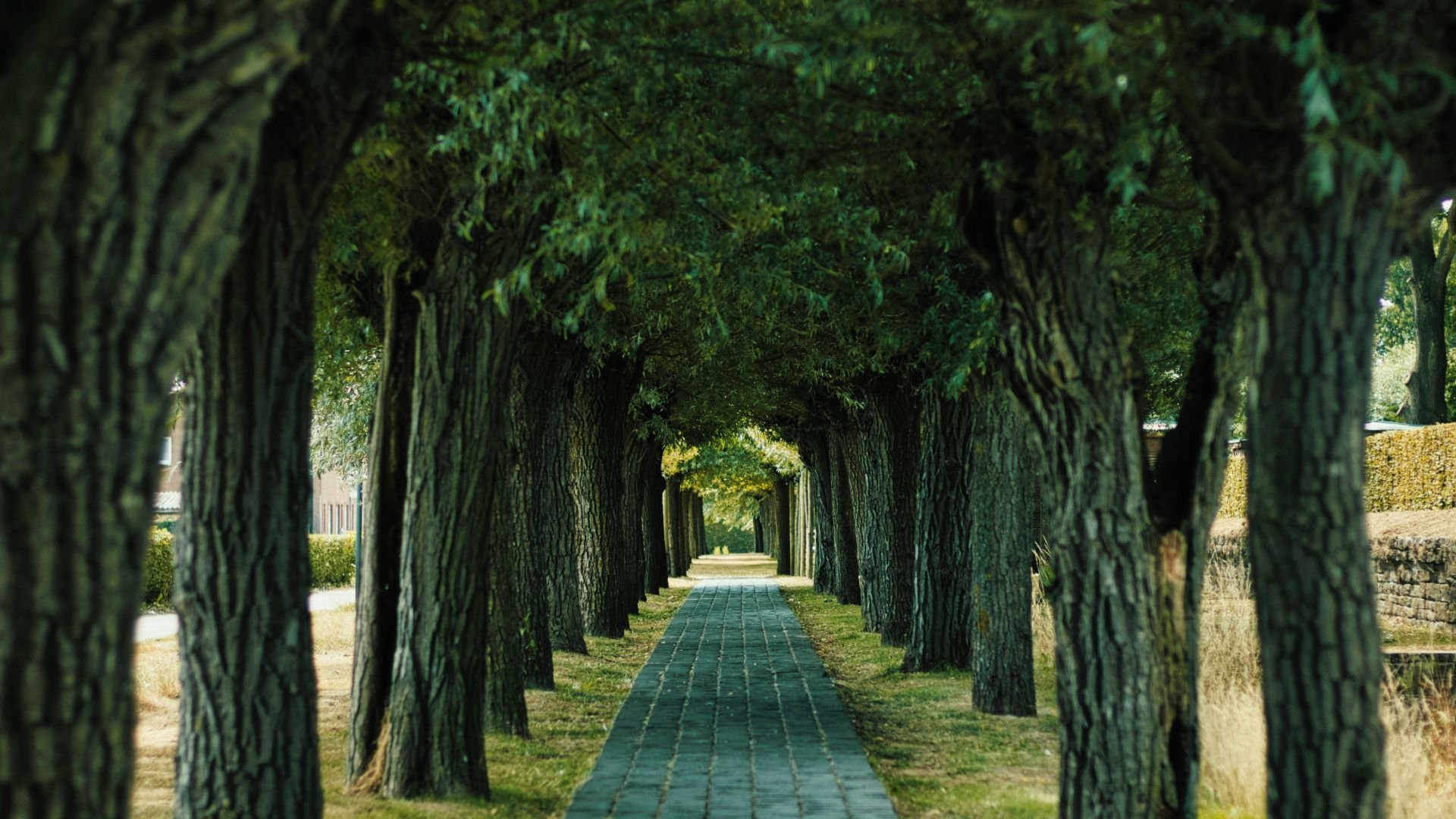 a pathway is lined with trees and grass