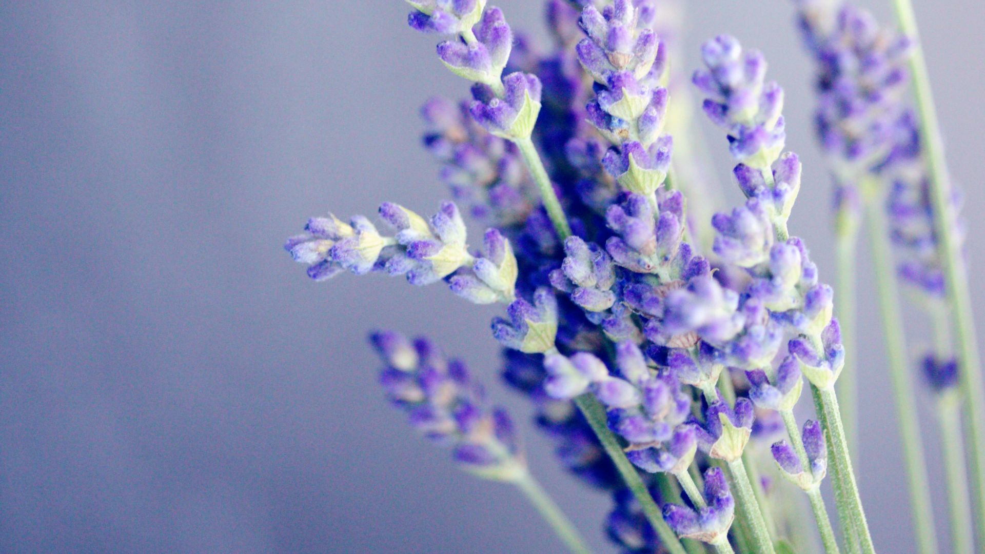 close-up photo of lavender