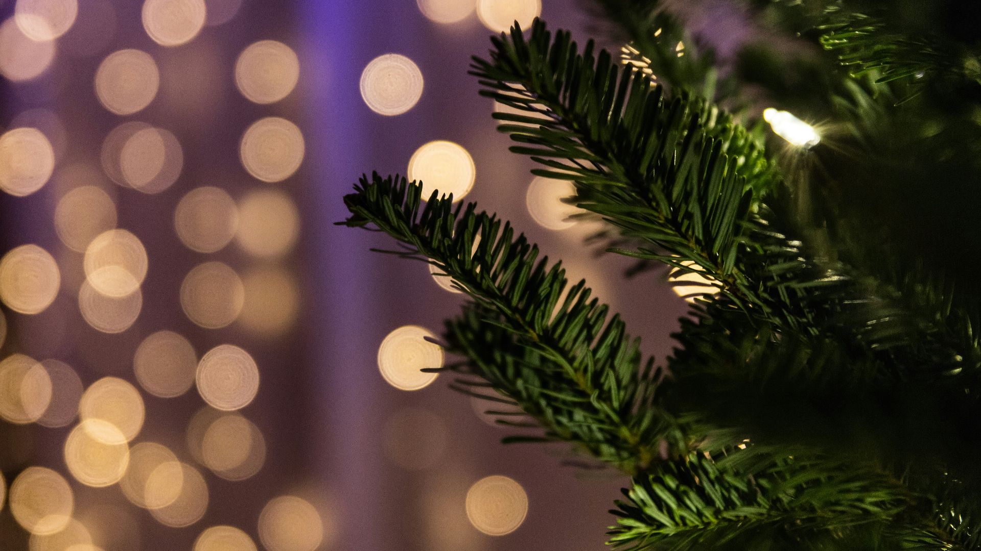 close up photo of green Christmas tree bokeh photography