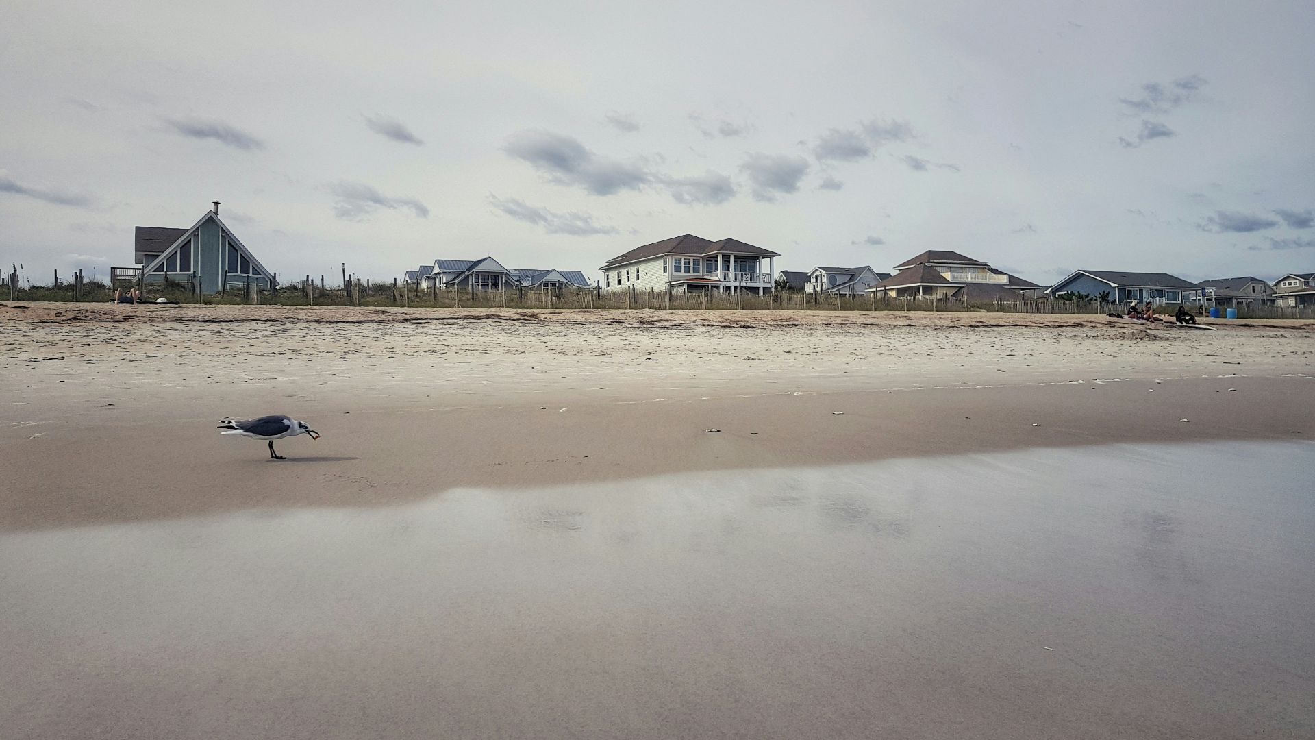 two gray bird near building under gray sky