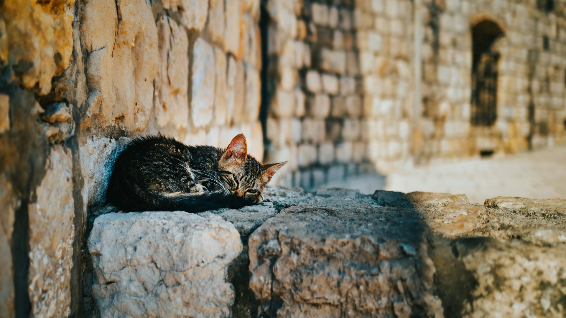 brown tabby cat on gray concrete wall