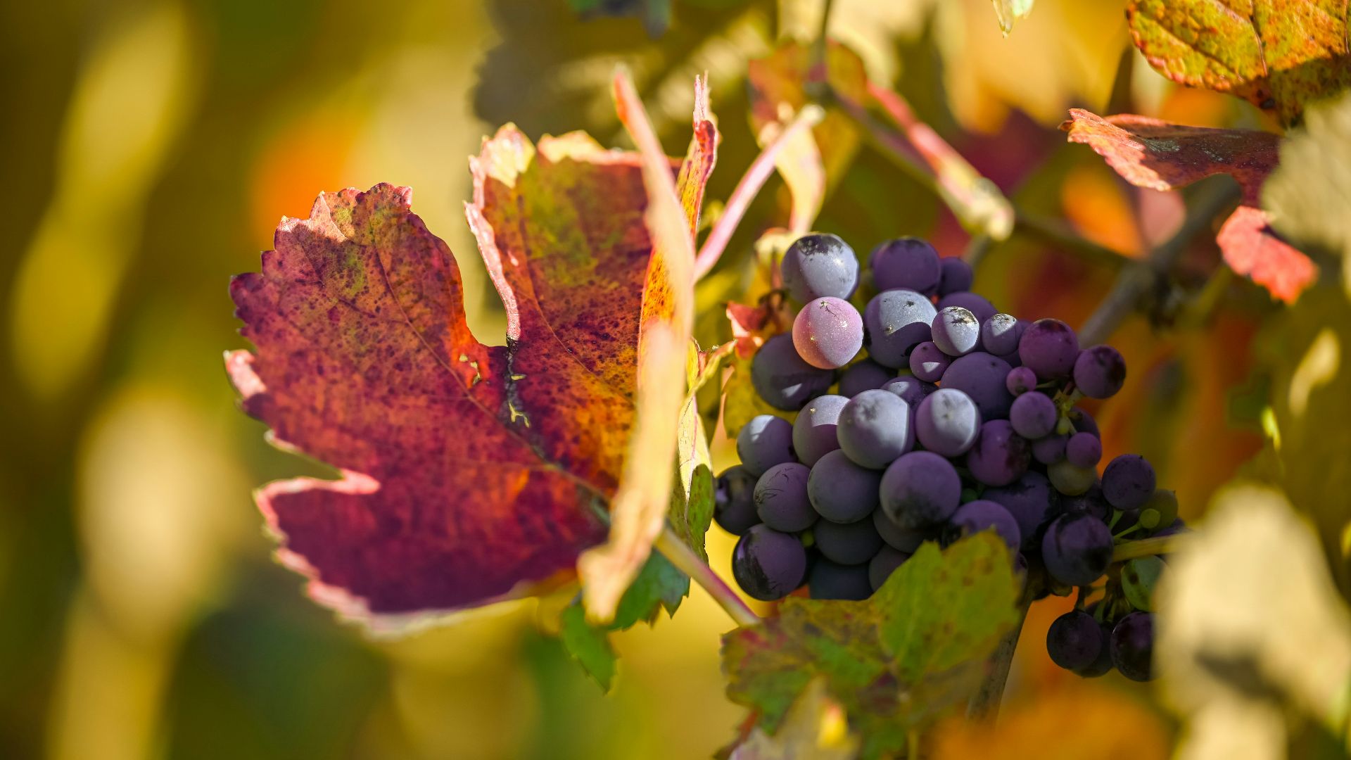 a bunch of grapes that are on a vine