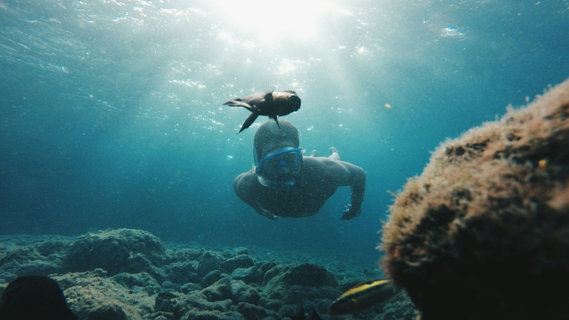 man dive under blue body of water
