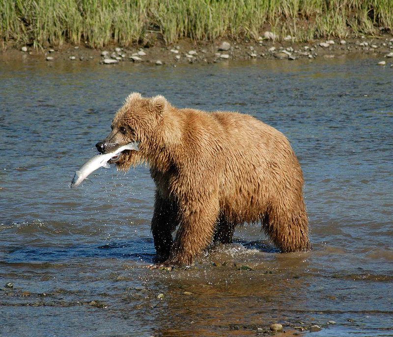 800px-Bear_Alaska_3.jpg