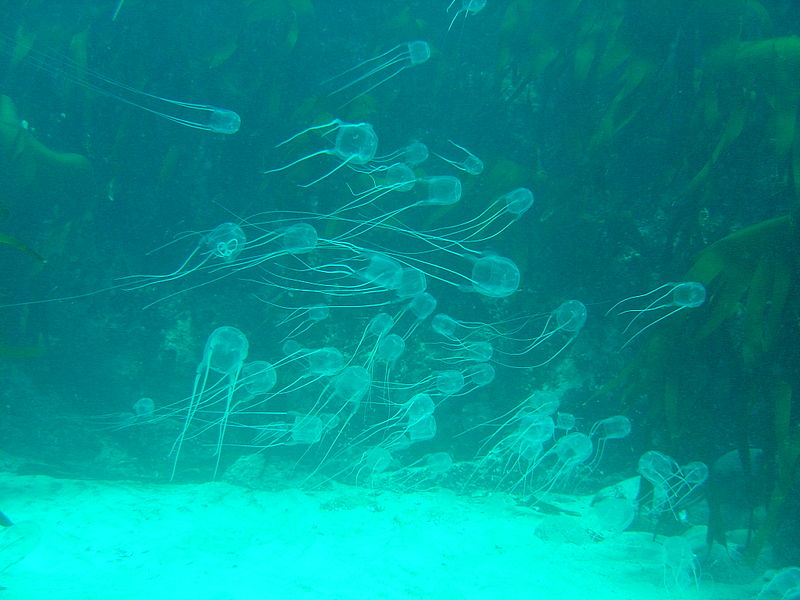 800px-Box_jellies_over_sand_at_Geldkis_DSC00331.jpg
