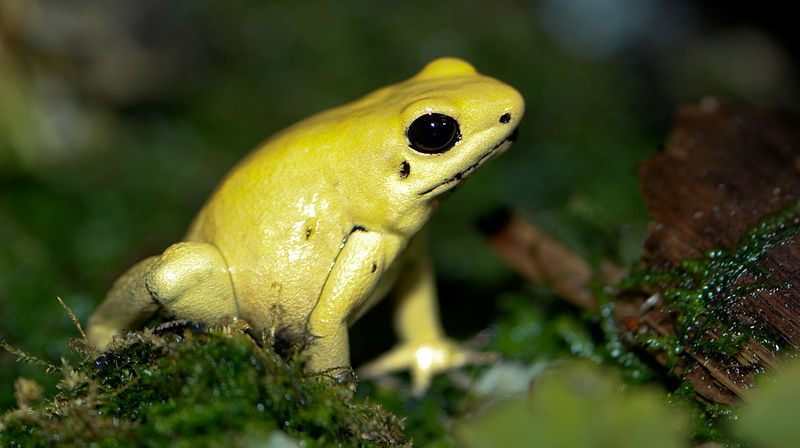 800px-Golden_Poison_dart_frog_Phyllobates_terribilis.jpg