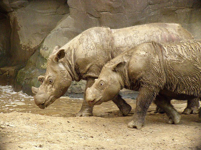 800px-Sumatran_Rhino_2.jpg