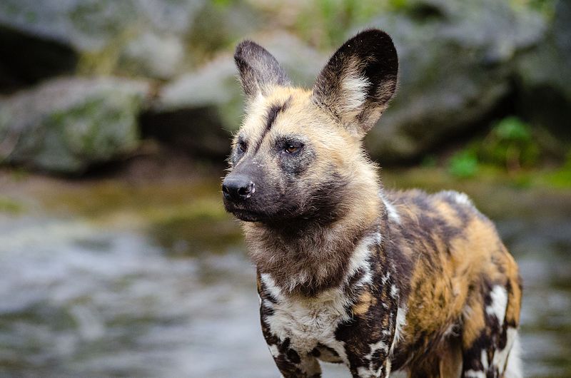 African_wild_dog_24776074012.jpg