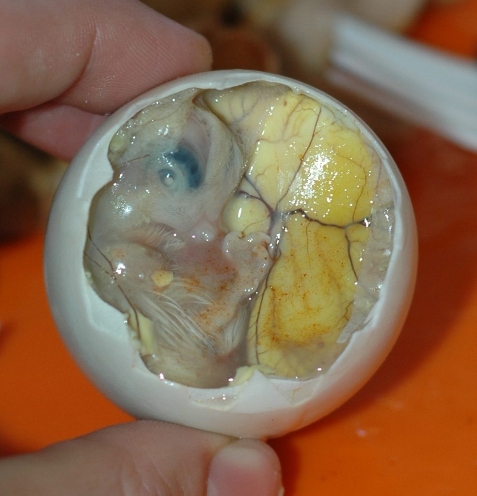 Inside_a_Balut_-_Embryo_and_Yolk-984x1024.jpg