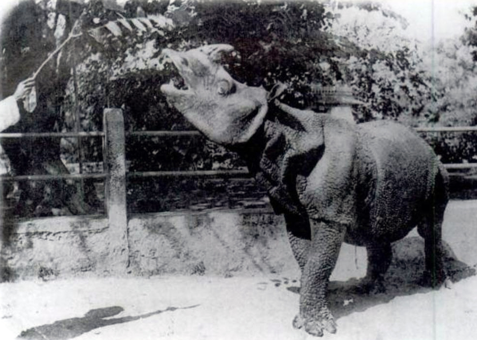 Javan_Rhino_1900.jpg