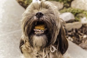 shihtzu-841493-300x200.jpg