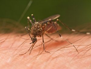Mosquito_Tasmania_crop-300x226.jpg
