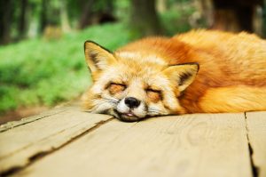 animal-967657-300x199.jpg