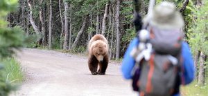 bearsafety_3-300x139.jpg