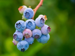berries-3513547-300x225.jpg