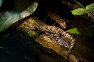 crocodile-4078891-300x200.jpg