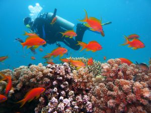 diving-1808717_1920-300x225.jpg