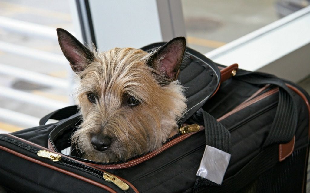 flying_dog-1528223521503.jpg