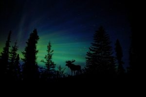 moose-1793632-300x200.jpg